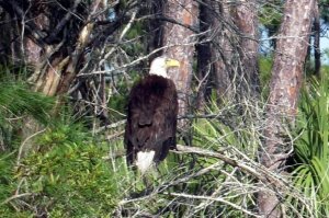Un águila vive en las alturas y se remonta en las fuerzas del viento, no las propias.