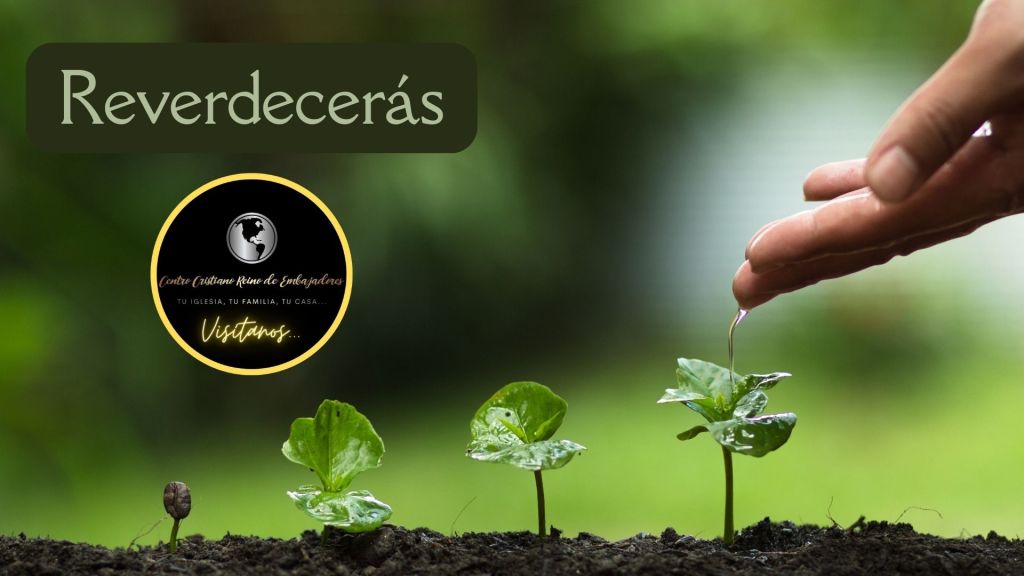 Planta creciendo con el agua que se derrama de una mano. Reverdecerás